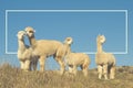 Alpaca Lama Shaggy Field Mountain Animals Concept Royalty Free Stock Photo