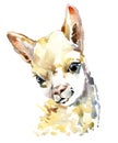 Alpaca Lama watercolor illustration isolated on white