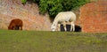 Alpaca Latin name Vicugna pacos