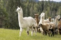 Alpaca leads the group of animals.