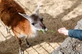 An Alpaca llama chews a branch