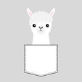 Alpaca llama face head in the pocket. Cute cartoon animals. Kawaii character. Dash line. White and black color. T-shirt design.