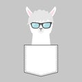 Alpaca llama face head in the pocket. Sun glasses. Cute cartoon animals. Kawaii character. Dash line. White and black color. T- Royalty Free Stock Photo