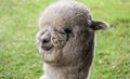 Alpaca llama Royalty Free Stock Photo