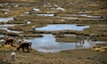 Alpaca llama grazing in south american mountains Royalty Free Stock Photo