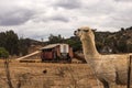 Alpaca Llama guarding pastured poultry on chicken egg farm