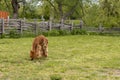 Alpaca, llama or lama grazing on a fenced meadow. Alpaca with haircut eating grass on a farm