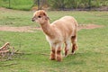 Alpaca, llama or lama on a green meadow near tree branches. Farming animals. Royalty Free Stock Photo