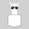 Alpaca llama sitting in the pocket. Face with black sun glasses. T-shirt design. Cute cartoon funny character. Kawaii animal. Love Royalty Free Stock Photo