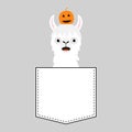 Alpaca llama sitting in the pocket. Face with halloween pumpkin. T-shirt design. Cute cartoon funny character. Kawaii animal. Love