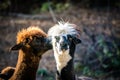 Alpaca llama. Two cute furry llamas are kissing.