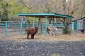 Alpaca llama in the zoo blurred focus