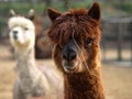 Alpaca Llamas Royalty Free Stock Photo