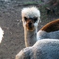 Alpaca looking at you in squared shaped image.