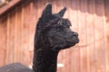 Alpaca - the South American mammal - portrait