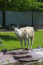 Alpaca in the Moscow Zoo