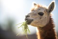 alpaca with mouthful of grass, sun overhead