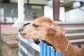 Alpaca(Mud horse) Royalty Free Stock Photo
