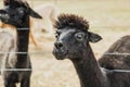 alpaca on natural background, llama on a farm, domesticated wild animal cute and funny with curly hair used for wool