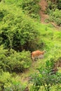 Alpaca near Peguche Waterfall Royalty Free Stock Photo