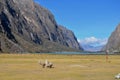 Alpaca near start of hike to Laguna 69, Peru