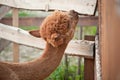 Alpaca nibble on fence Royalty Free Stock Photo