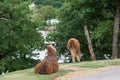Alpaca is nibbling grass