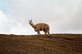 Alpaca, Peru Royalty Free Stock Photo