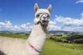 Alpaca on the picturesque landscape background