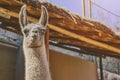 Alpaca portrait. Guanaco and Llamas on a farm in Arequipa, Peru. Production of ancient Alpaca wool fabrics.