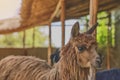 Alpaca portrait. Guanaco and Llamas on a farm in Arequipa, Peru. Production of ancient Alpaca wool fabrics.