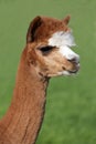 Alpaca Portrait