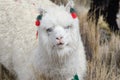 Alpaca Portrait