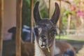 Alpaca portrait. Guanaco and Llamas on a farm in Arequipa, Peru. Production of ancient Alpaca wool fabrics.