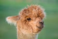 Alpaca Portrait Royalty Free Stock Photo