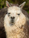 Alpaca portrait like small llama