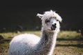 Alpaca portrait. Sunny day.