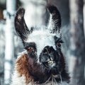 Lama portraits: sweet, funny face collection for animal lovers Royalty Free Stock Photo