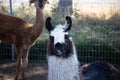 Lama portraits: sweet, funny face collection for animal lovers Royalty Free Stock Photo