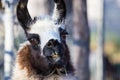 Lama portraits: sweet, funny face collection for animal lovers Royalty Free Stock Photo