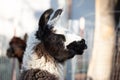 Lama portraits: sweet, funny face collection for animal lovers Royalty Free Stock Photo