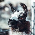 Lama portraits: sweet, funny face collection for animal lovers Royalty Free Stock Photo