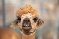 Alpaca portraits: sweet, funny face collection for animal lovers