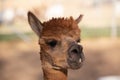 Alpaca portraits: sweet, funny face collection for animal lovers