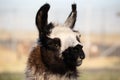 Lama portraits: sweet, funny face collection for animal lovers