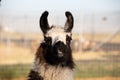 Lama portraits: sweet, funny face collection for animal lovers Royalty Free Stock Photo