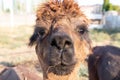 Alpaca portraits: sweet, funny face collection for animal lovers