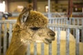 Alpaca Profile Royalty Free Stock Photo