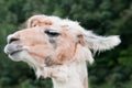 Alpaca Profile Royalty Free Stock Photo