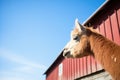 alpaca profile with clear blue sky and barn Royalty Free Stock Photo